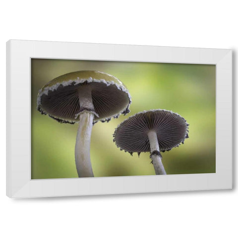Washington, Seabeck Underside of mushrooms White Modern Wood Framed Art Print by Paulson, Don