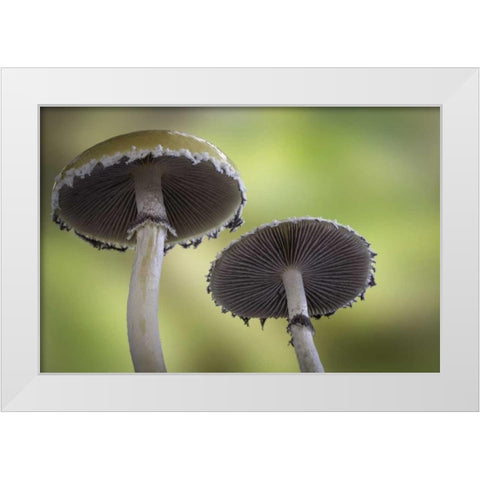 Washington, Seabeck Underside of mushrooms White Modern Wood Framed Art Print by Paulson, Don