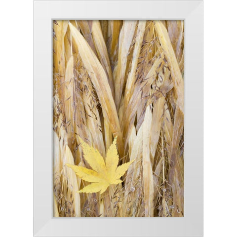 WA, Seabeck Maple leaf on Japanese forest grass White Modern Wood Framed Art Print by Paulson, Don