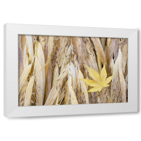 WA, Seabeck Maple leaf on Japanese forest grass White Modern Wood Framed Art Print by Paulson, Don