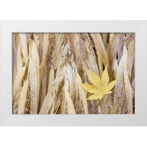 WA, Seabeck Maple leaf on Japanese forest grass White Modern Wood Framed Art Print by Paulson, Don
