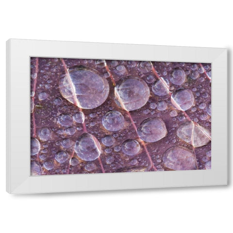 Washington, Seabeck Detail of dew on a leaf White Modern Wood Framed Art Print by Paulson, Don
