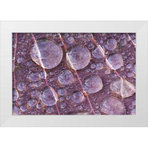 Washington, Seabeck Detail of dew on a leaf White Modern Wood Framed Art Print by Paulson, Don