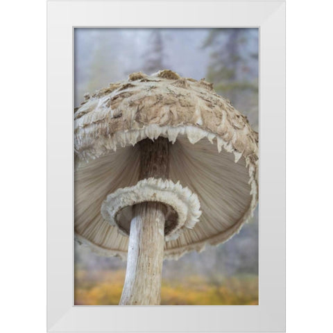 WA, Seabeck Underside of shaggy parasol mushroom White Modern Wood Framed Art Print by Paulson, Don