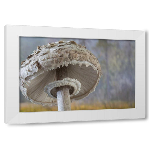 Washington, Seabeck Shaggy parasol mushroom White Modern Wood Framed Art Print by Paulson, Don
