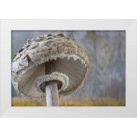 Washington, Seabeck Shaggy parasol mushroom White Modern Wood Framed Art Print by Paulson, Don