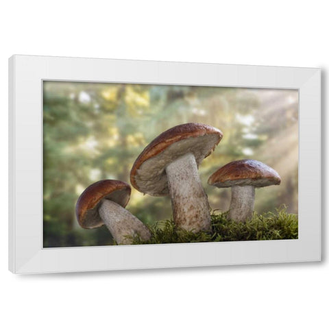 WA, Seabeck Leccinum insigne, mushroom White Modern Wood Framed Art Print by Paulson, Don