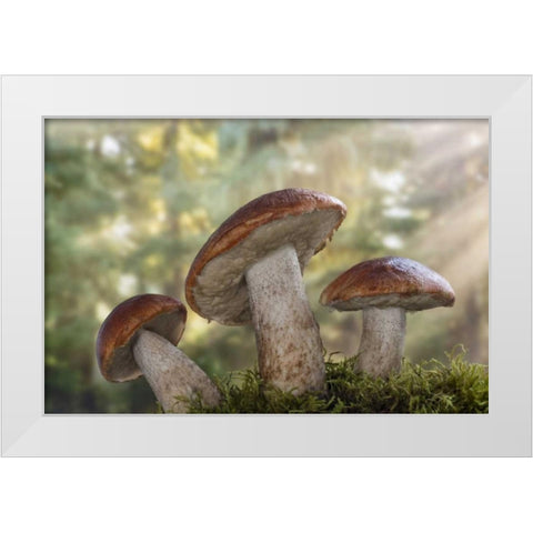 WA, Seabeck Leccinum insigne, mushroom White Modern Wood Framed Art Print by Paulson, Don
