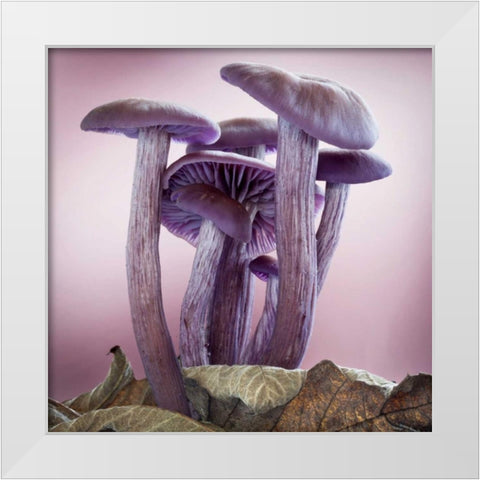 Washington, Seabeck Group of mushrooms White Modern Wood Framed Art Print by Paulson, Don