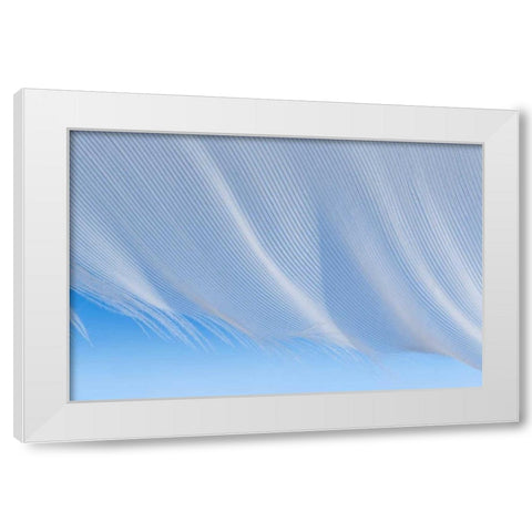 Washington, Seabeck A white feather White Modern Wood Framed Art Print by Paulson, Don