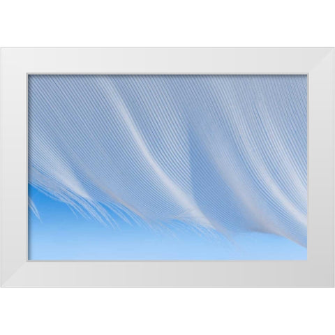 Washington, Seabeck A white feather White Modern Wood Framed Art Print by Paulson, Don