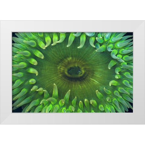 USA, Washington Close-up of sea anemone White Modern Wood Framed Art Print by Paulson, Don