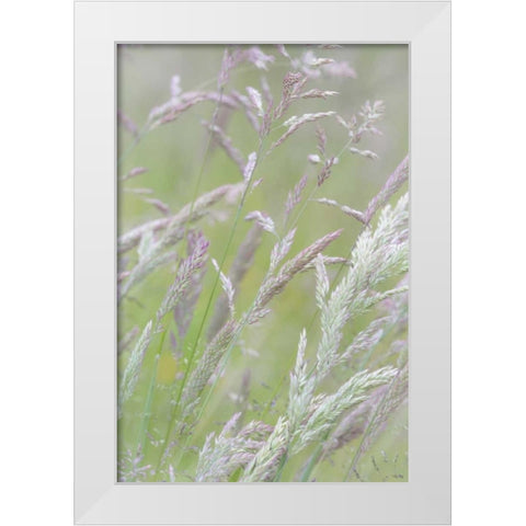 USA, Washington, Seabeck Grasses in motion White Modern Wood Framed Art Print by Paulson, Don