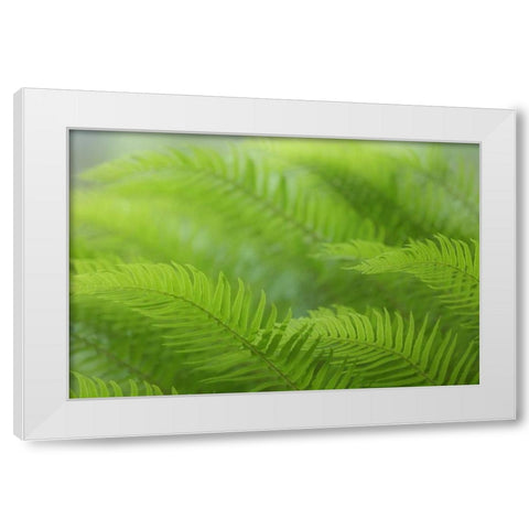 USA, Washington, Seabeck Close-up of sword fern White Modern Wood Framed Art Print by Paulson, Don
