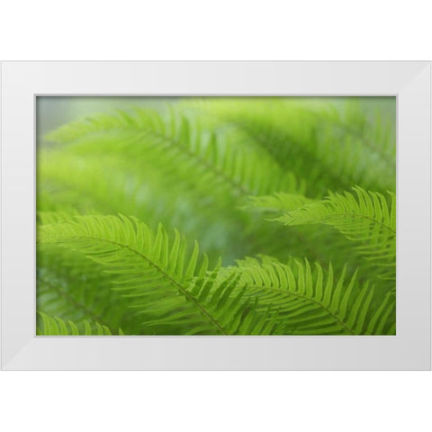 USA, Washington, Seabeck Close-up of sword fern White Modern Wood Framed Art Print by Paulson, Don