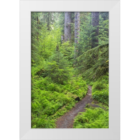 USA, Washington, Olympic NP Forest trail White Modern Wood Framed Art Print by Paulson, Don