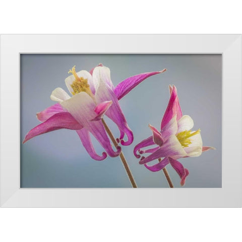 Washington, Seabeck Columbine flowers White Modern Wood Framed Art Print by Paulson, Don