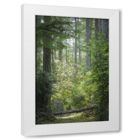 WA, Seabeck Rhododendron blooms in a forest White Modern Wood Framed Art Print by Paulson, Don
