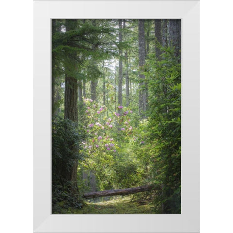 WA, Seabeck Rhododendron blooms in a forest White Modern Wood Framed Art Print by Paulson, Don