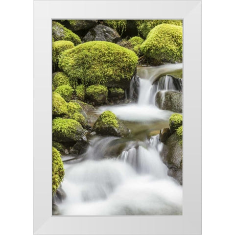 Washington, Olympic NP Small stream in forest White Modern Wood Framed Art Print by Paulson, Don