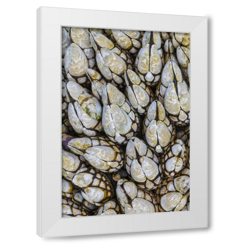 WA, Goose barnacles in Salt Creek Recreation Area White Modern Wood Framed Art Print by Paulson, Don