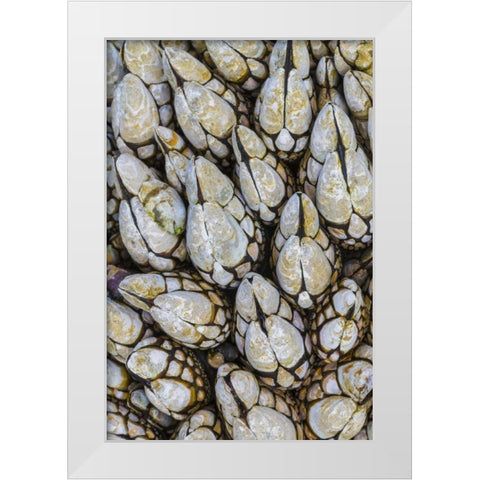 WA, Goose barnacles in Salt Creek Recreation Area White Modern Wood Framed Art Print by Paulson, Don