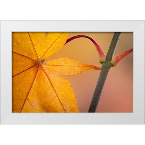 Washington, Seabeck Maple leaf in autumn color White Modern Wood Framed Art Print by Paulson, Don