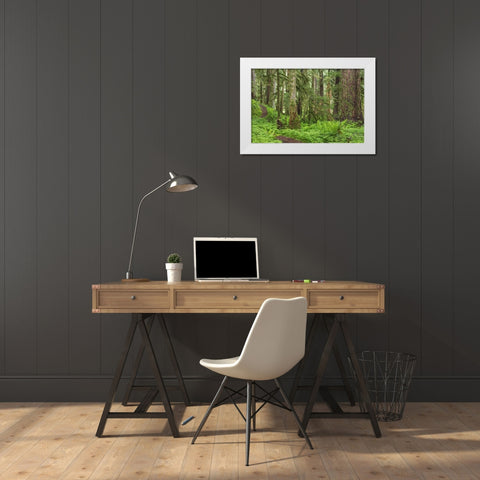 Washington, Olympic NP Old growth forest White Modern Wood Framed Art Print by Paulson, Don