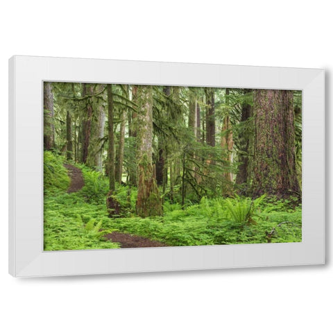 Washington, Olympic NP Old growth forest White Modern Wood Framed Art Print by Paulson, Don