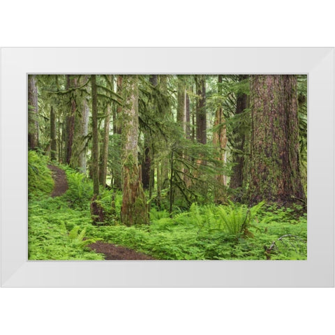Washington, Olympic NP Old growth forest White Modern Wood Framed Art Print by Paulson, Don