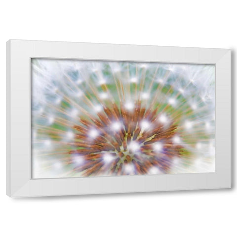 WA, Bainbridge Island Abstract of dandelion seed White Modern Wood Framed Art Print by Paulson, Don