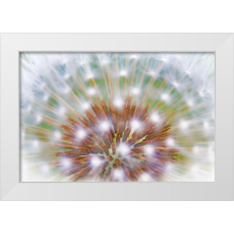 WA, Bainbridge Island Abstract of dandelion seed White Modern Wood Framed Art Print by Paulson, Don