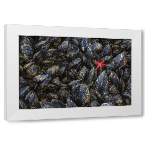 WA, Mussels and red sea star at tide pools White Modern Wood Framed Art Print by Paulson, Don