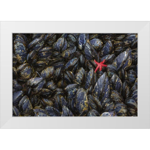 WA, Mussels and red sea star at tide pools White Modern Wood Framed Art Print by Paulson, Don