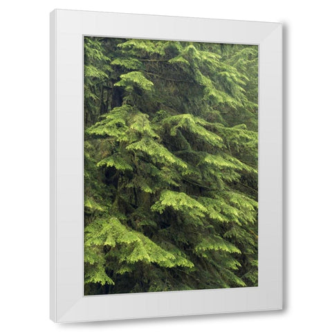 Washington, Olympic NP Western hemlock tree White Modern Wood Framed Art Print by Paulson, Don