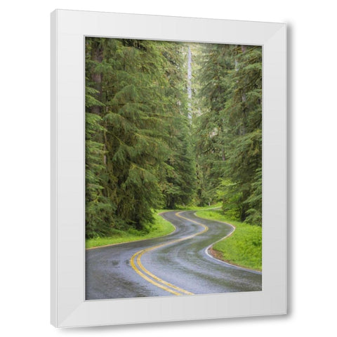 WA, Olympic NP Sol Duc River Road through forest White Modern Wood Framed Art Print by Paulson, Don