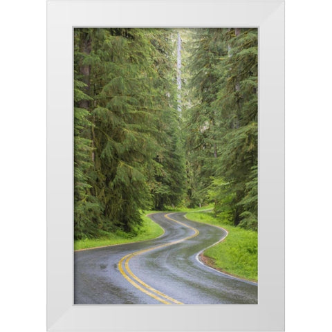 WA, Olympic NP Sol Duc River Road through forest White Modern Wood Framed Art Print by Paulson, Don