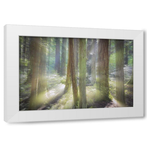 WA, Scenic Beach SP Blurred forest scene White Modern Wood Framed Art Print by Paulson, Don