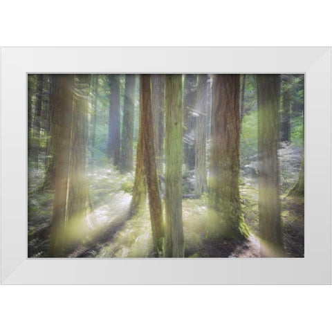 WA, Scenic Beach SP Blurred forest scene White Modern Wood Framed Art Print by Paulson, Don