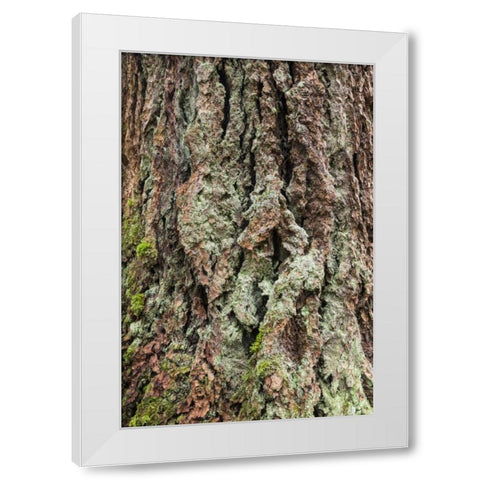 Washington, Olympics Old growth Douglas fir bark White Modern Wood Framed Art Print by Paulson, Don