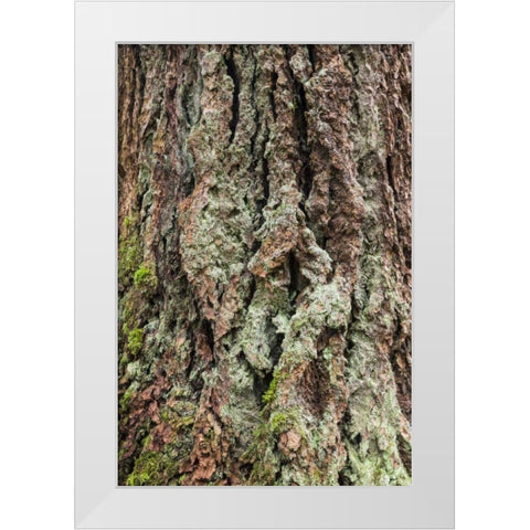 Washington, Olympics Old growth Douglas fir bark White Modern Wood Framed Art Print by Paulson, Don