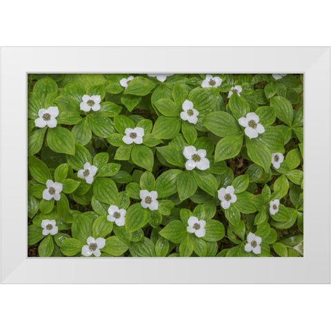 WA, Olympic NP Bunchberry with white flowers White Modern Wood Framed Art Print by Paulson, Don