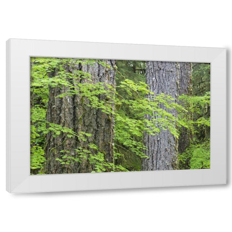 WA, Olympic NP Vine maple and Douglas fir trees White Modern Wood Framed Art Print by Paulson, Don