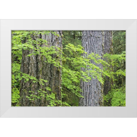 WA, Olympic NP Vine maple and Douglas fir trees White Modern Wood Framed Art Print by Paulson, Don