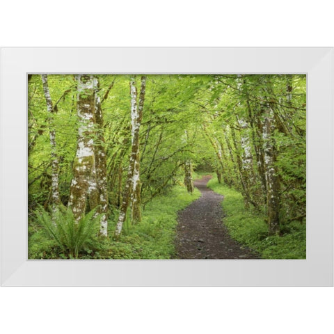 Washington, Olympic NP Trail through a forest White Modern Wood Framed Art Print by Paulson, Don