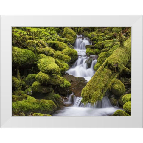 Washington, Olympic NP Small stream in forest White Modern Wood Framed Art Print by Paulson, Don