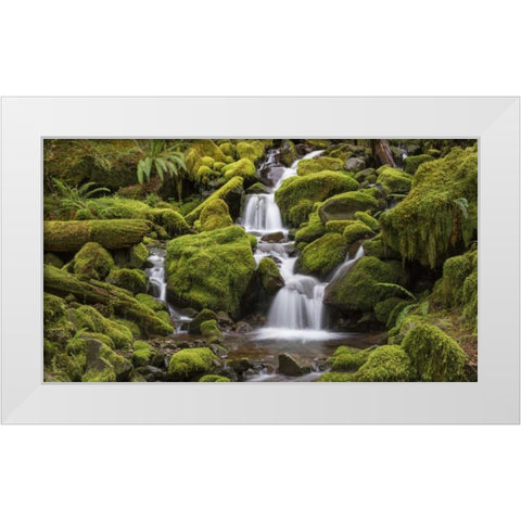 Washington, Olympic NP Small stream in forest White Modern Wood Framed Art Print by Paulson, Don