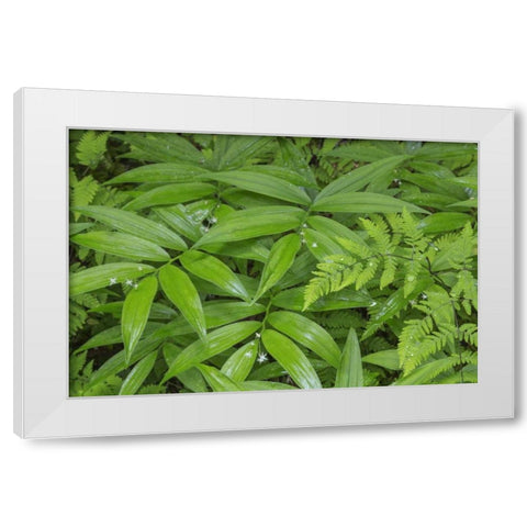 WA, Olympic NP Star-flowered false Solomons seal White Modern Wood Framed Art Print by Paulson, Don