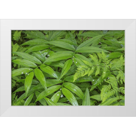 WA, Olympic NP Star-flowered false Solomons seal White Modern Wood Framed Art Print by Paulson, Don