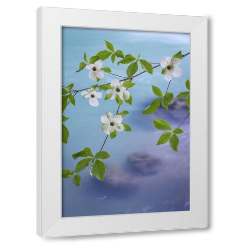 WA, Olympic NF Flowering Pacific dogwood branch White Modern Wood Framed Art Print by Paulson, Don
